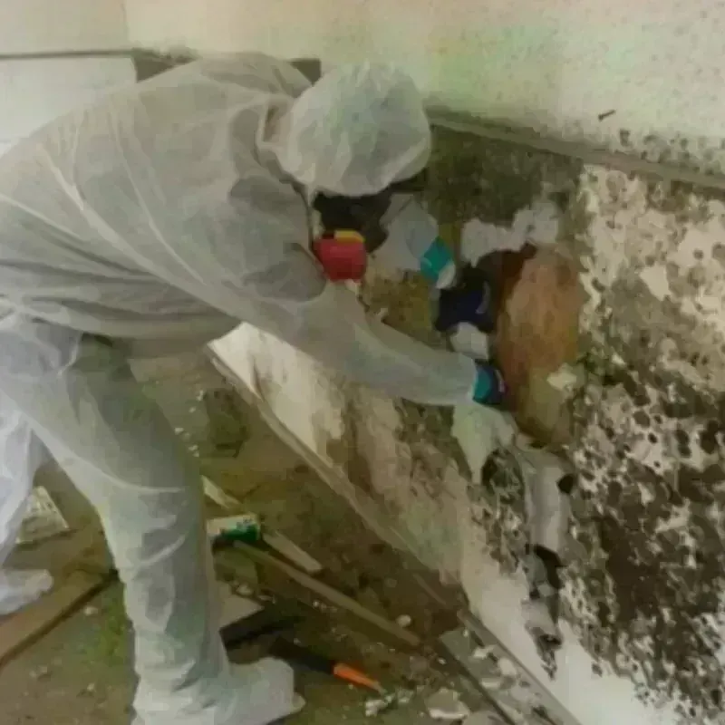 Mold Remediation and Removal in Frederic, WI